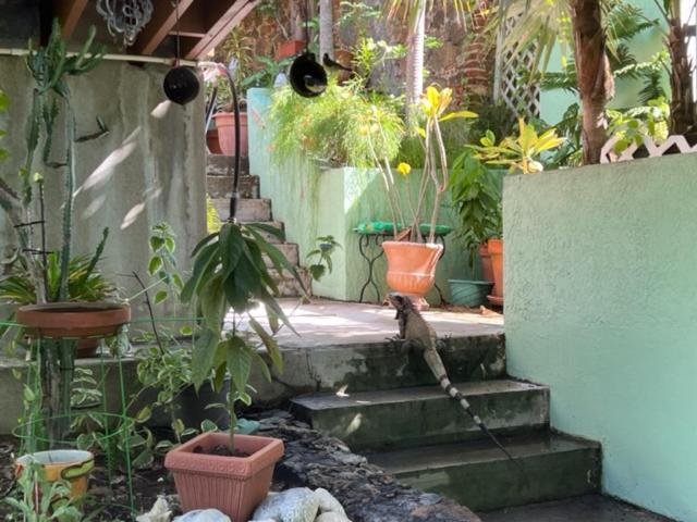 The Green Iguana Hotel 夏洛特阿马利亚 外观 照片